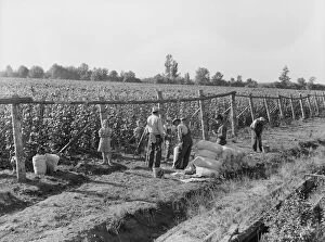 Child Labour Gallery: Weighting scales at edge of bean field, near West Stayton, Marion County, Oregon, 1939
