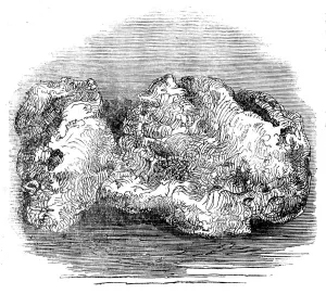 Valuable Prints: The Welcome Nugget, 1858. Creator: Unknown. The Welcome Nugget, 1858. Creator: Unknown