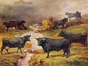 Stream Gallery: Welsh Black cattle, c1906 (c1910)