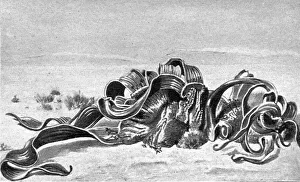 Welwitschia mirabilis; Afrique Australe, 1914. Creator: Unknown