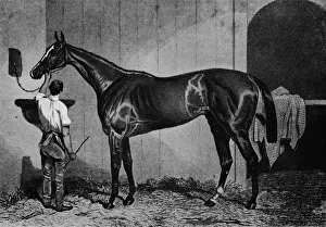 Stallion Prints: West Australian, 1850-1870, (1911)