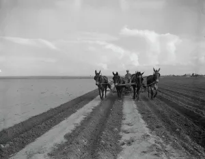 Sowing Prints: West Texas farmer replanting cotton, near Stanton, Texas, 1937. Creator: Dorothea Lange