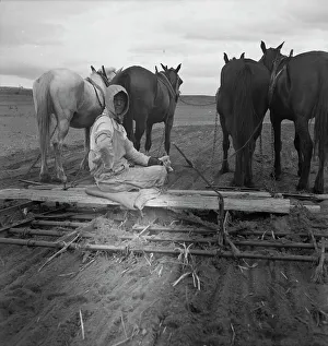 Sharecropper Prints: West Texas tenant farmer's wife, 1937. Creator: Dorothea Lange