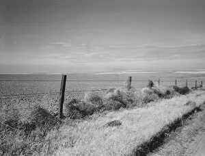 Barbed Wire Gallery: West wheat country in a region where yields are over twenty five... Umatilla County, Oregon, 1939
