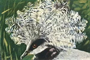 Crested Gallery: Western crowned pigeon, c1928. Creator: Unknown