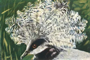 Western crowned pigeon, c1928. Creator: Unknown Western crowned pigeon, c1928. Creator: Unknown