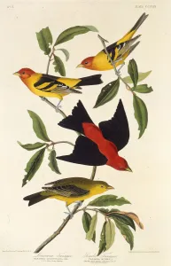 Western tanager. Scarlet tanager. From The Birds of America, 1827-1838