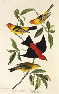 Audubon Gallery: Western tanager. Scarlet tanager. From The Birds of America, 1827-1838