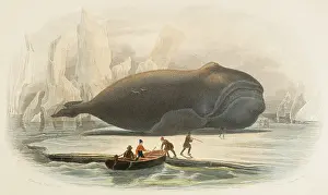 The whale, 1856. Creators: Edouard Travies, Beyer and Manceau