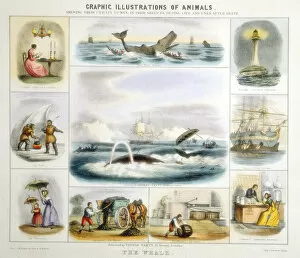 Aquatic Life Collection: The Whale, c1850. Artist: Benjamin Waterhouse Hawkins