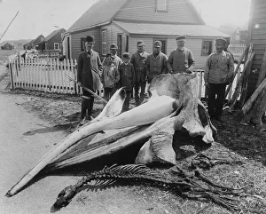 Enormous Prints: Whale head, between c1900 and 1927. Creator: Unknown