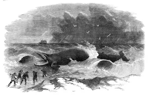 Distressed Prints: Whale stranded at Winterton, 1857. Creator: Unknown