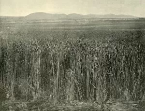 Ralph Gallery: Wheat Field, Canning Downs, Queensland, 1901. Creator: Unknown
