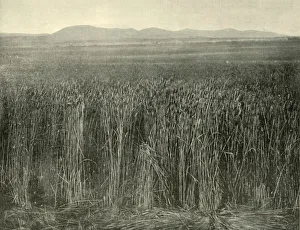 Ralph Prints: Wheat Field, Canning Downs, Queensland, 1901. Creator: Unknown