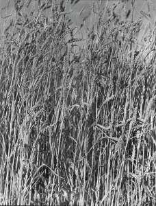 Wheat in Oklahoma, 1938. Creator: Dorothea Lange
