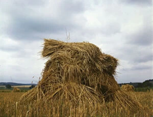 Wheat, Pennsylvania, 1943. Creator: John Collier