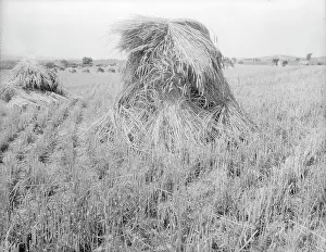 Sheaf Prints: Wheat in Sperryville, Virginia, 1936. Creator: Dorothea Lange