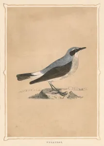 Wheatear, (Oenanthe), c1850, (1856) Wheatear, (Oenanthe), c1850, (1856)