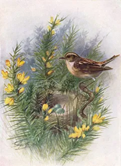 Arthur Landsborough Prints: Whinchat - Pratin cola rubet ra, c1910, (1910). Artist: George James Rankin