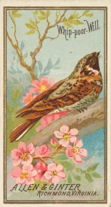Whip-poor-Will, from the Birds of America series (N4) for Allen &