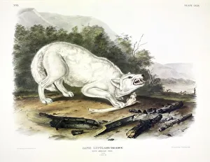 John James Audubon 1785 1851 Prints: White American Wolf, Canis Lupus, , 1845