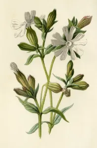 Flowering Prints: White Campion, 1877. Creator: Frederick Edward Hulme