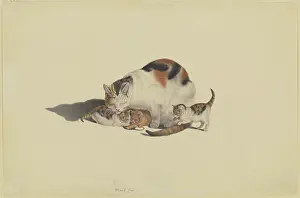 Feline Prints: White cat, black and reddish-brown spotted