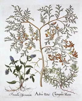 Medicinal Gallery: White Cedar, A Self-Heal and Yellow Bugle, from Hortus Eystettensis, by Basil Besler