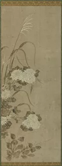 Kakemono Gallery: White chrysanthemums and grasses, Edo period, 1615-1868. Creator: Unknown