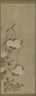 Kakemono Gallery: White chrysanthemums and grasses, Edo period, 1615-1868. Creator: Unknown