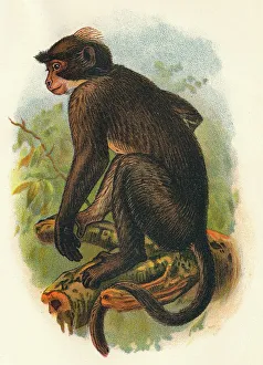 R Bowdler Sharpe Prints: White Crowned Mangabey, 1897. Artist: Henry Ogg Forbes