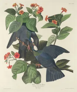 White-crowned Pigeon, 1833. Creator: Robert Havell