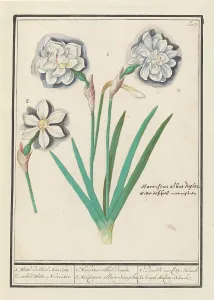 Deck Paint Prints: White Daffodil (Narcissus), 1596-1610. Creators: Anselmus de Boodt, Elias Verhulst
