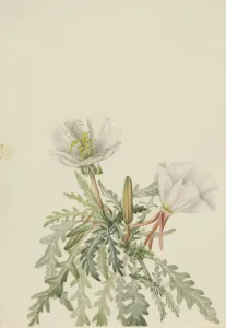 White Dawnrose (Pachyloplus marginatus), n. d. Creator: Mary Vaux Walcott