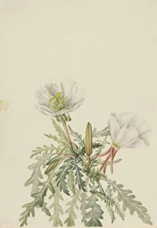 Cream Background Gallery: White Dawnrose (Pachyloplus marginatus), n.d. Creator: Mary Vaux Walcott