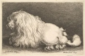 Matham Prints: White dog, 1649. Creator: Wenceslaus Hollar