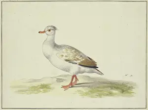 Ducks Prints: White duck with brown wings, red feet and beak, 17th century. Creator: Pieter Holsteyn