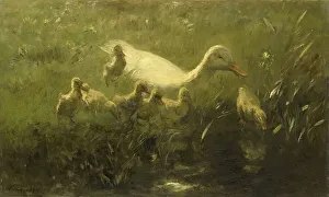 Baby Animal Prints: White duck and ducklings, 1880-1910. Creator: Willem Maris