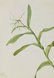 Stem Gallery: White Epidendrum (Epidendrum nocturnum), 1919. Creator: Mary Vaux Walcott