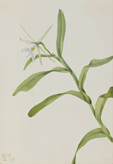 Watercolor On Paper Prints: White Epidendrum (Epidendrum nocturnum), 1919. Creator: Mary Vaux Walcott