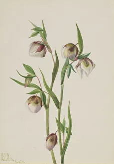 Fragile Prints: White Fairy Lantern (Calochortus albus), 1933. Creator: Mary Vaux Walcott