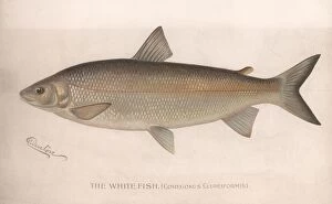 Scientific Gallery: The White Fish (Coregonus Clupeiformis), c.1920s