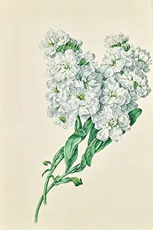 Bunch Prints: White flowers, undated. Creator: Leopold von Stoll
