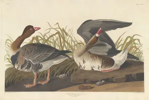 Robert Havell Prints: White-fronted Goose, 1836. Creator: Robert Havell