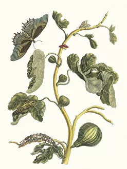 Botanical Illustration Gallery: White Guava. From the Book Metamorphosis insectorum Surinamensium, 1705
