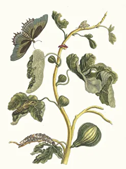 Plant Science Prints: White Guava. From the Book Metamorphosis insectorum Surinamensium, 1705