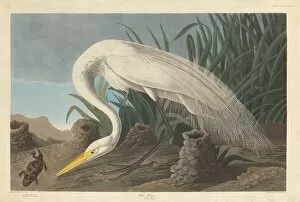 Ardeidae Gallery: White Heron, 1837. Creator: Robert Havell