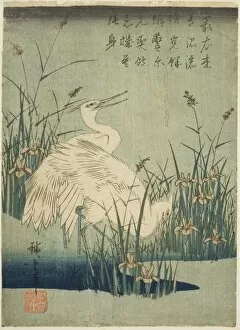 Ardeidae Gallery: White herons and iris, c. 1830s. Creator: Ando Hiroshige