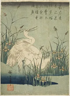 Heron Prints: White herons and iris, c. 1830s. Creator: Ando Hiroshige