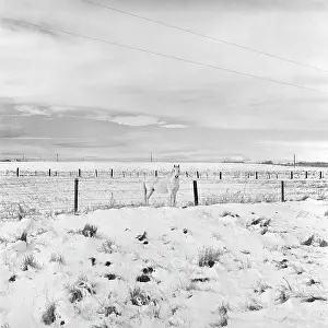 Tom Artin Prints: White Horse, Wyoming. Creator: Tom Artin